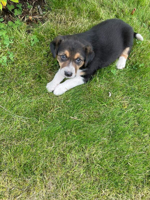 Border Collie puppies for sale in Draperstown, County Londonderry – 5 weeks old