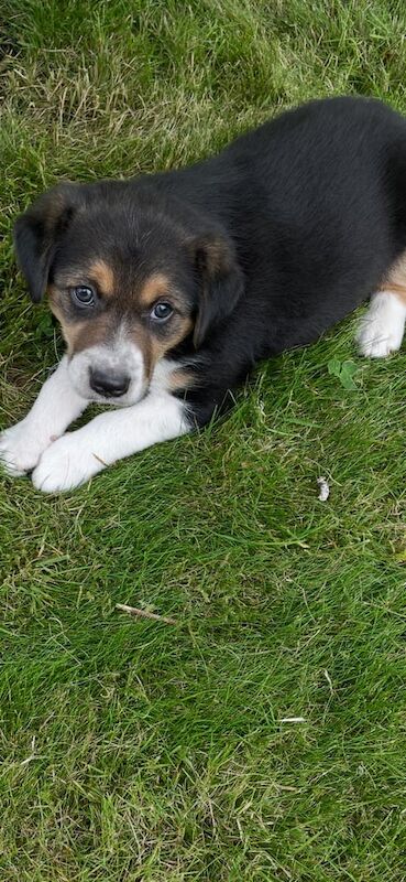 Border Collie puppies for sale in Draperstown, County Londonderry – 5 weeks old - Image 2 of 3