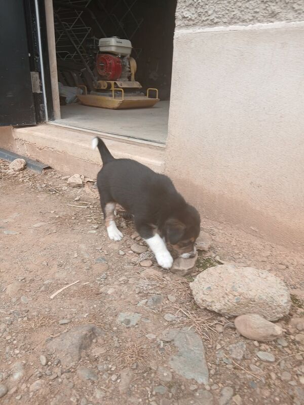 Border Collie puppies for sale in Draperstown, County Londonderry – 5 weeks old - Image 3 of 3