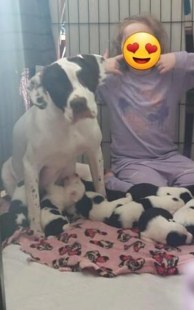 Beautiful litter of 12 chunky Sprollie Pups for sale in Mountain Ash/Aberpennar, Rhondda Cynon Taf - Image 4
