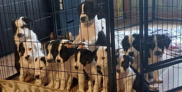 Beautiful litter of 12 chunky Sprollie Pups for sale in Mountain Ash/Aberpennar, Rhondda Cynon Taf - Image 5