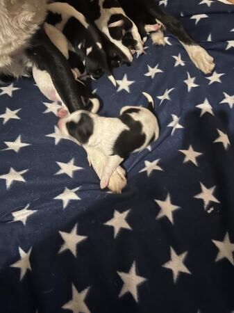 Beautiful litter of 8 puppies for sale in Craswall, Herefordshire - Image 2