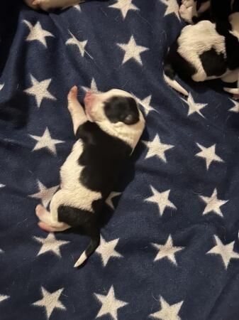 Beautiful litter of 8 puppies for sale in Craswall, Herefordshire - Image 4