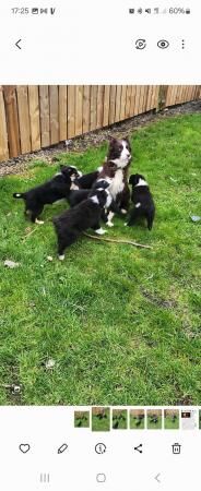 Beautiful little of Border Collie Pups for sale in Alnwick, Northumberland