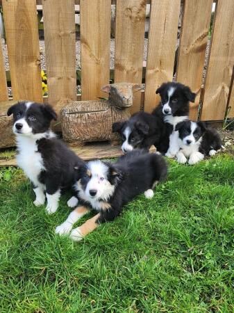 Beautiful little of Border Collie Pups for sale in Alnwick, Northumberland - Image 3