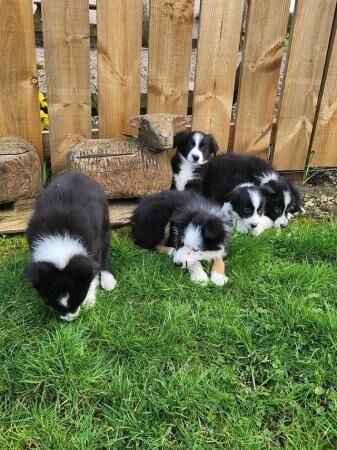 Beautiful little of Border Collie Pups for sale in Alnwick, Northumberland - Image 4