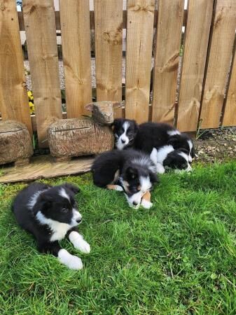 Beautiful little of Border Collie Pups for sale in Alnwick, Northumberland - Image 5