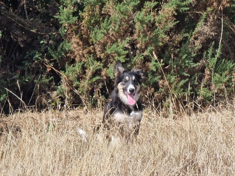 Border Collie puppies for sale in Salisbury, Wiltshire – 5 months old