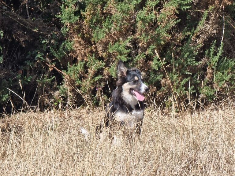 Border Collie puppies for sale in Salisbury, Wiltshire – 5 months old - Image 2 of 3
