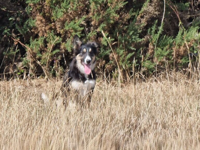 Border Collie puppies for sale in Salisbury, Wiltshire – 5 months old - Image 3 of 3