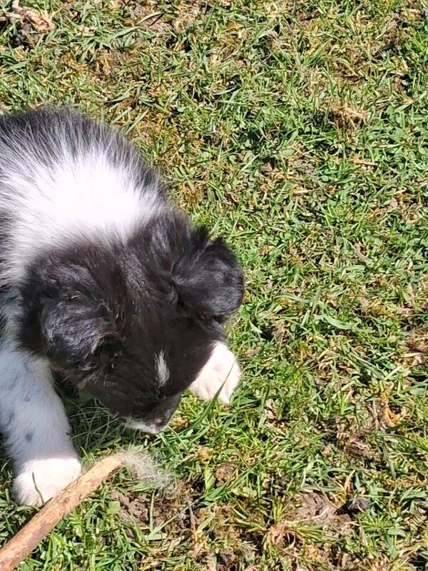 Beautifull bordercollie pups