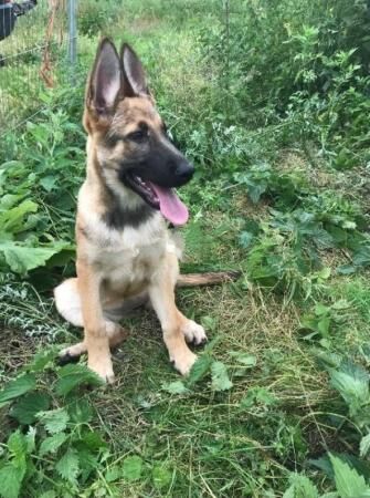 Belgian malinois border collie mix for sale in London