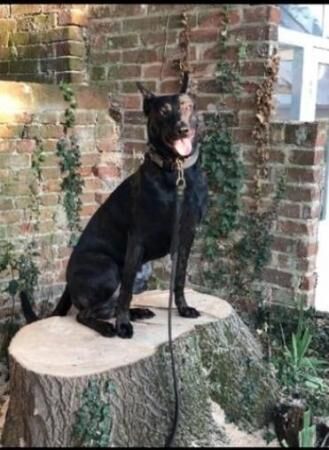 Belgian malinois border collie mix for sale in London - Image 2