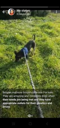 Belgian malinois border collie mix for sale in London - Image 3