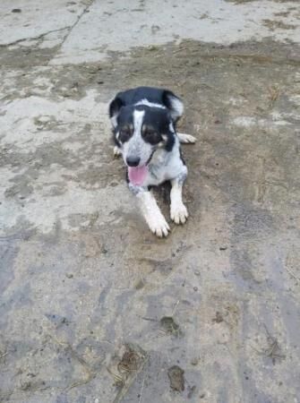 Belgian malinois border collie mix for sale in London - Image 4