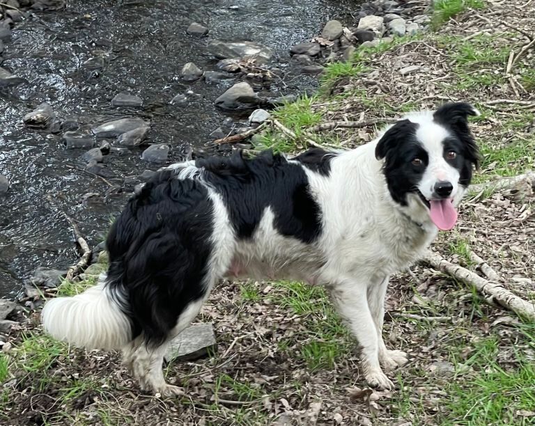 Black and white border collie puppies - Image 2 of 5