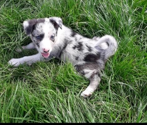 Blue and Tri Merle Border Collie pups for sale in Abergele, Conwy