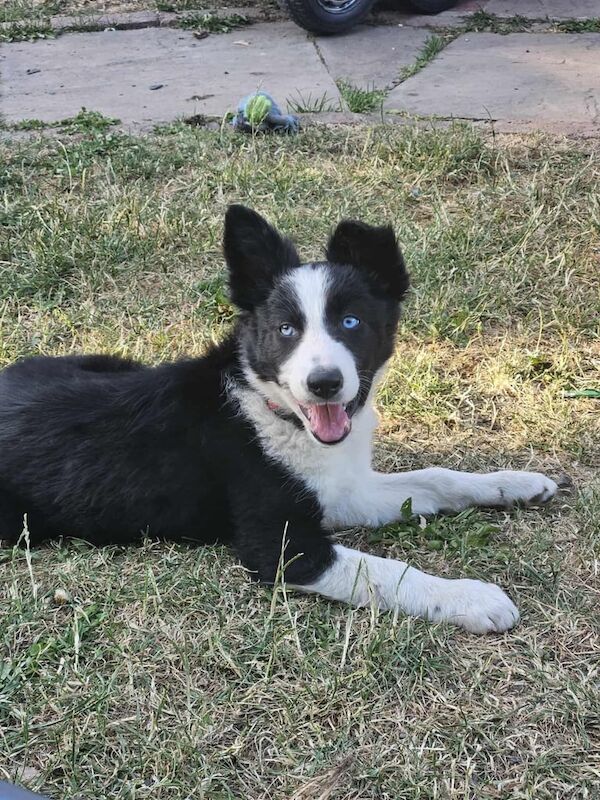 Border Collie puppies for sale in South Kirkby, West Yorkshire – 3 months old