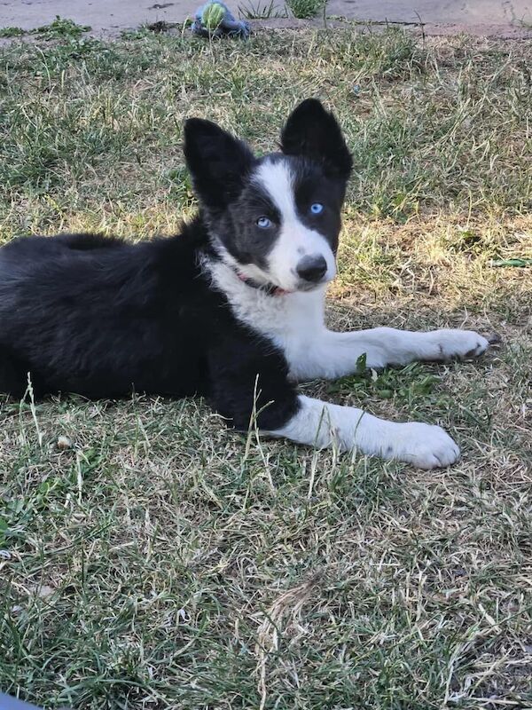 Border Collie puppies for sale in South Kirkby, West Yorkshire – 3 months old - Image 2 of 3