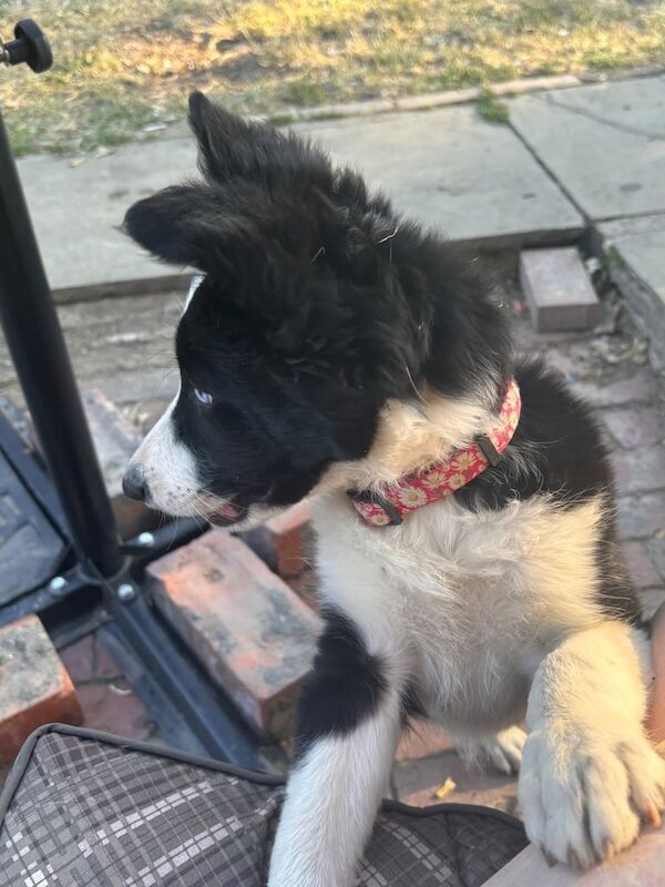 Border Collie puppies for sale in South Kirkby, West Yorkshire – 3 months old - Image 3 of 3