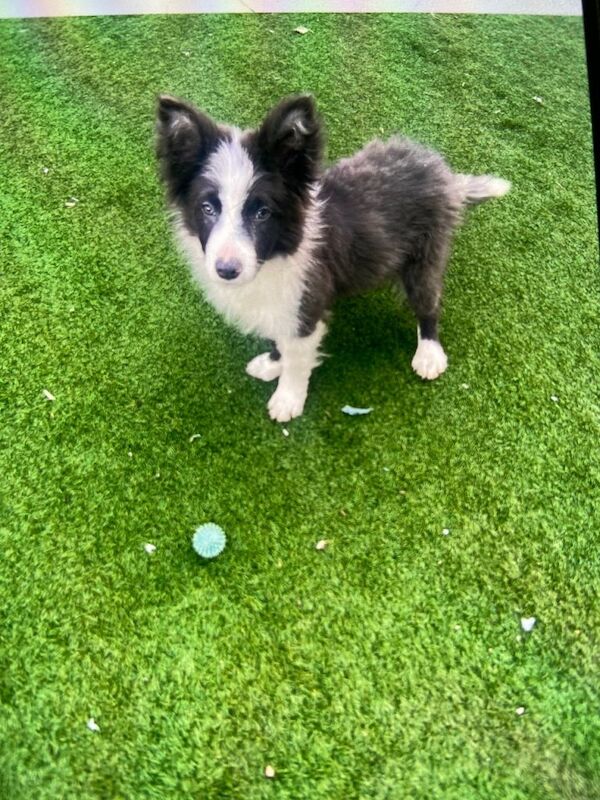 Blue Lavender male border collie puppy Teddy - Image 3 of 4