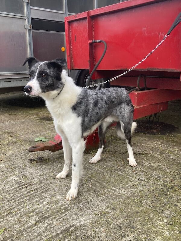Blue merle collie for sale in Ballymena, County Antrim
