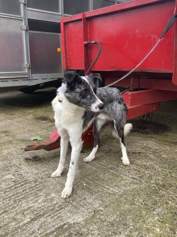 Blue merle collie for sale in Ballymena, County Antrim | Image 2