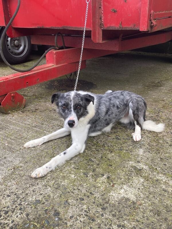 Blue merle collie for sale in Ballymena, County Antrim | Image 3