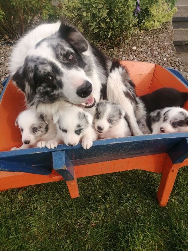 Border Collie puppies for sale in Fintona, County Tyrone – 11 weeks old
