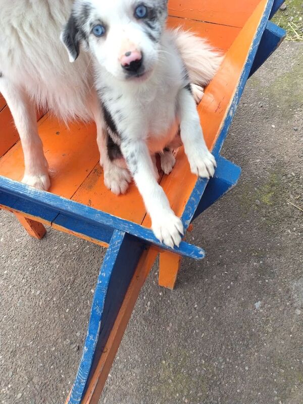Border Collie puppies for sale in Fintona, County Tyrone – 11 weeks old - Image 2 of 3