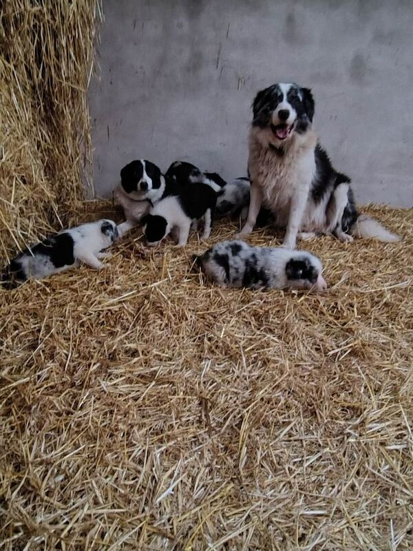Border Collie puppies for sale in Fintona, County Tyrone – 11 weeks old - Image 4 of 5
