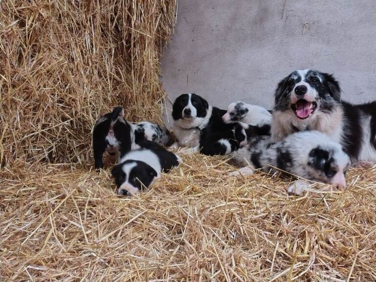 Border Collie puppies for sale in Fintona, County Tyrone – 10 weeks old