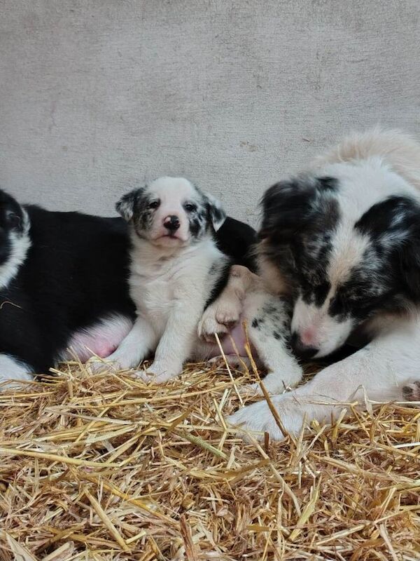 Border Collie puppies for sale in Fintona, County Tyrone – 10 weeks old - Image 3 of 4