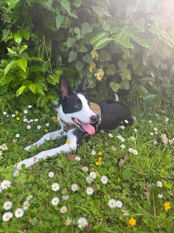 Border Collie puppies for sale in Carrickfergus, County Antrim – 8 months old