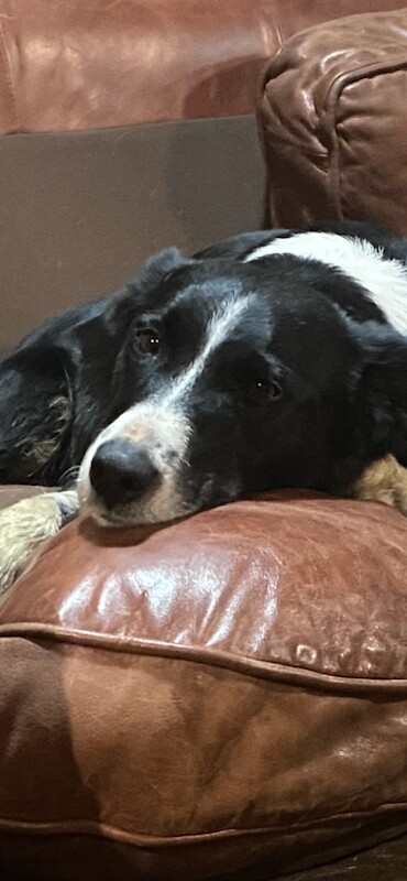 Border Collie puppies for sale in Broughton in Furness, Cumbria – 8 weeks old - Image 3 of 3