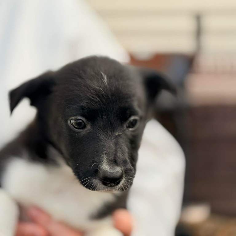 Border Collie puppies for sale in Southampton, Hampshire – 8 weeks old
