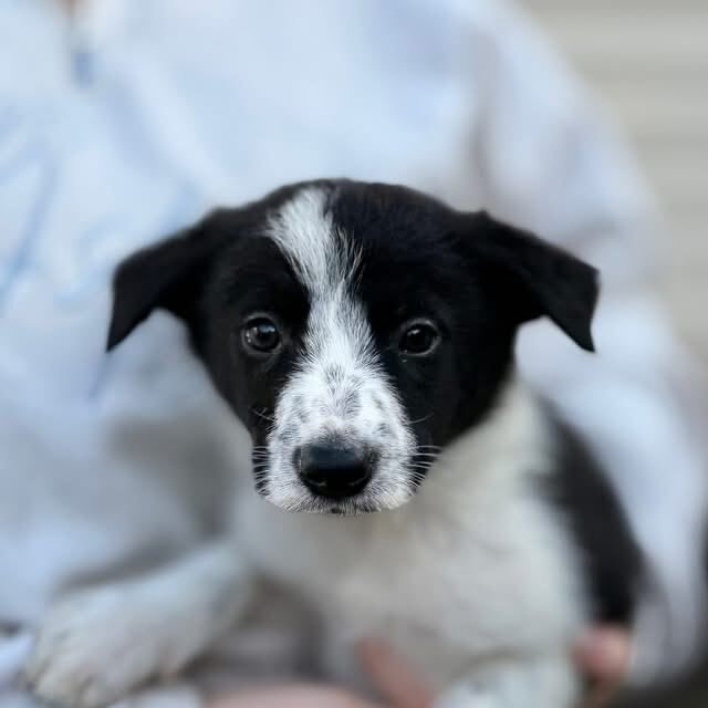 Border Collie puppies for sale in Southampton, Hampshire – 8 weeks old - Image 2 of 4