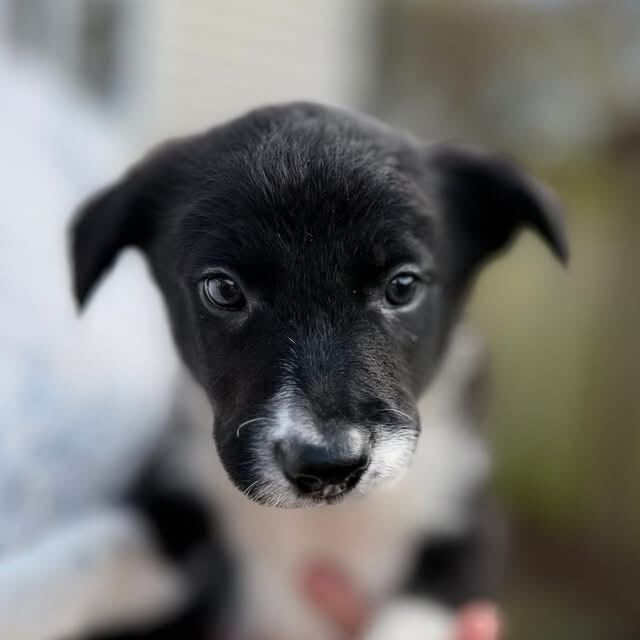 Border Collie puppies for sale in Southampton, Hampshire – 8 weeks old - Image 3 of 4