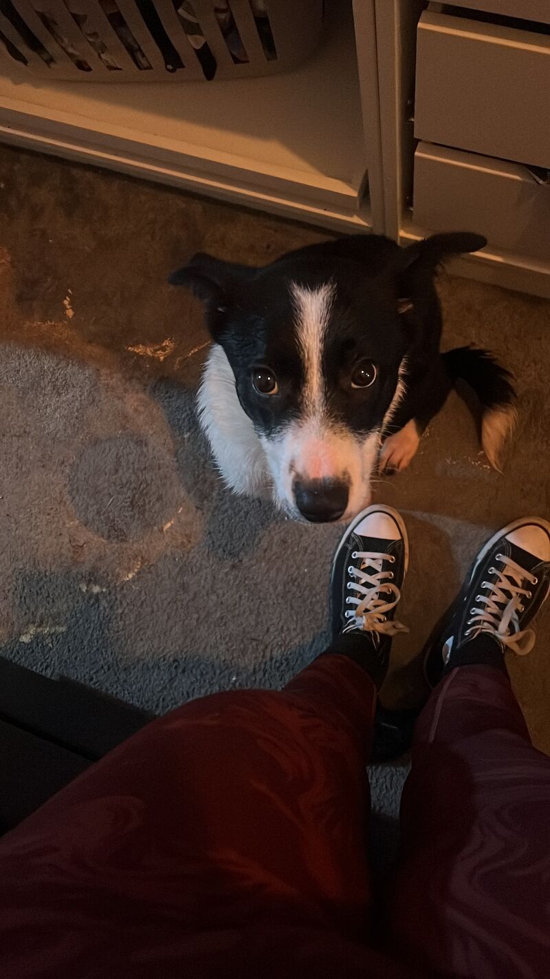 Border collie 250 will take offers for sale in Liverpool, Merseyside