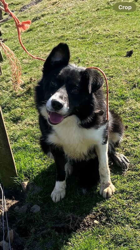 Border Collie for sale in Kingussie, Inverness - Image 2