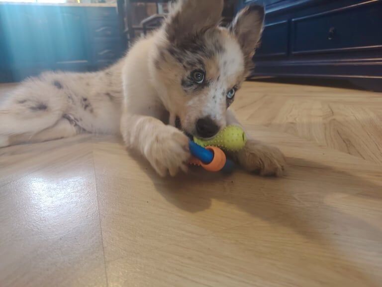Border Collie for sale in Bishop Auckland, Durham
