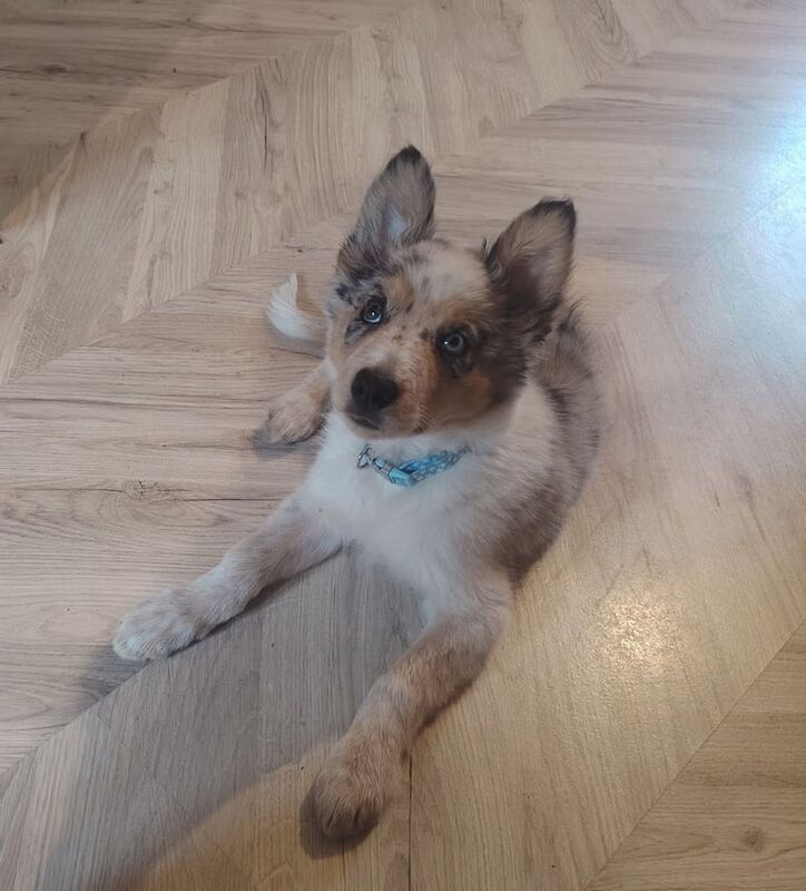 Border Collie for sale in Bishop Auckland, Durham | Image 2