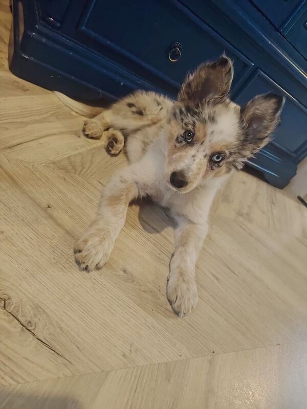 Border Collie for sale in Bishop Auckland, Durham | Image 3