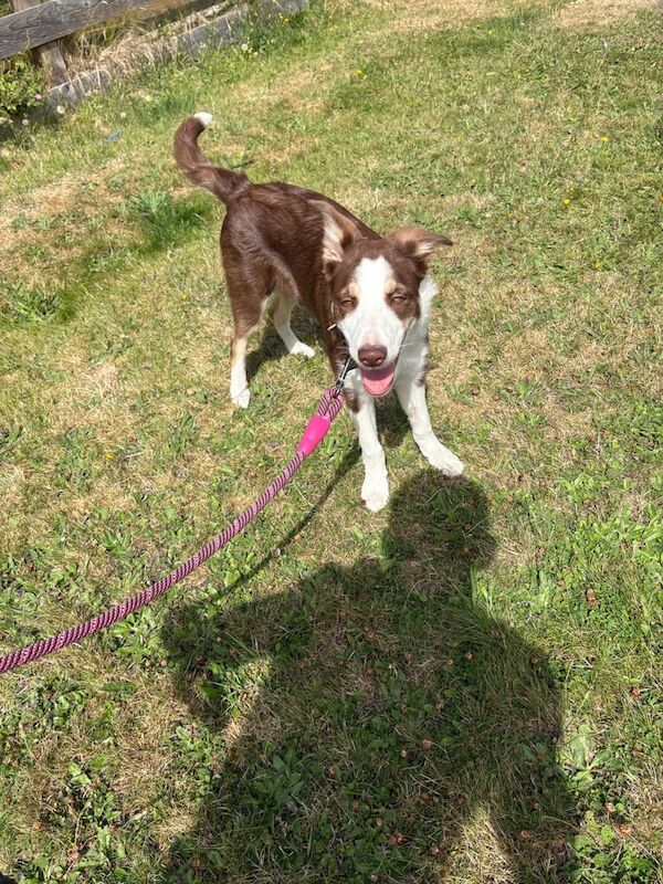 Border Collie puppies for sale in Forfar, Angus – 3 months old