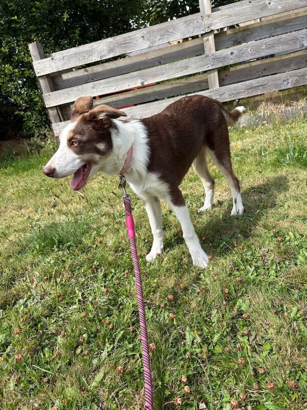 Border Collie puppies for sale in Forfar, Angus – 3 months old - Image 2 of 3