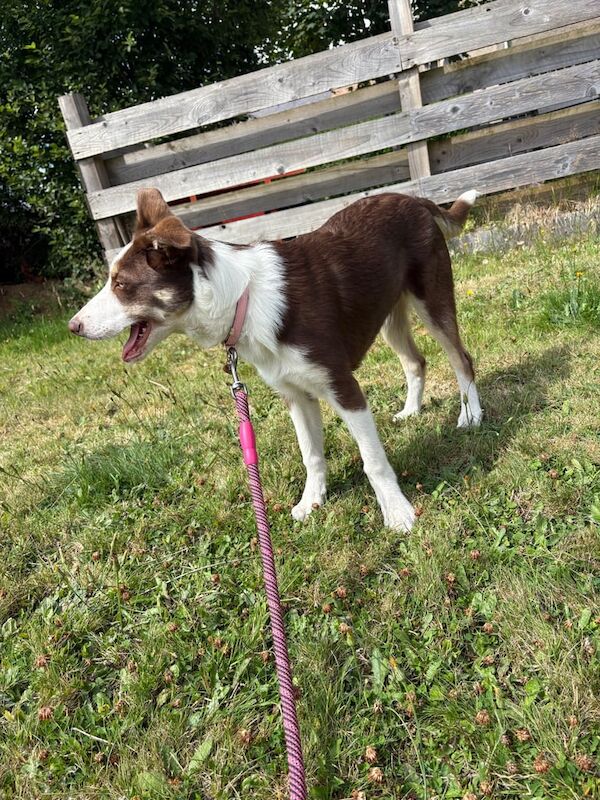 Border Collie puppies for sale in Forfar, Angus – 3 months old - Image 3 of 3