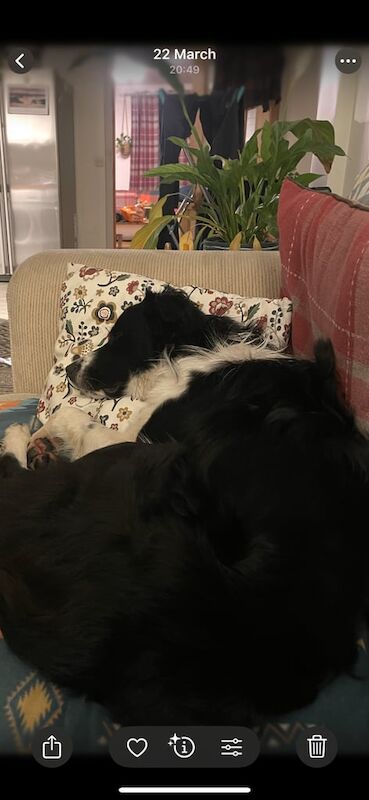 Border Collie puppies for sale in Muir of Ord, Ross and Cromarty – 1 year old