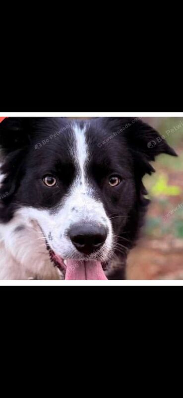 Border Collie puppies for sale in Muir of Ord, Ross and Cromarty – 1 year old - Image 2 of 3