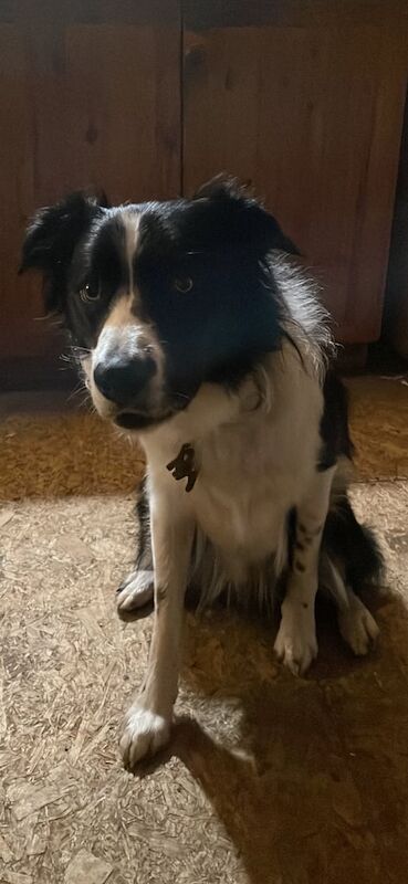 Border Collie puppies for sale in Muir of Ord, Ross and Cromarty – 1 year old - Image 3 of 3