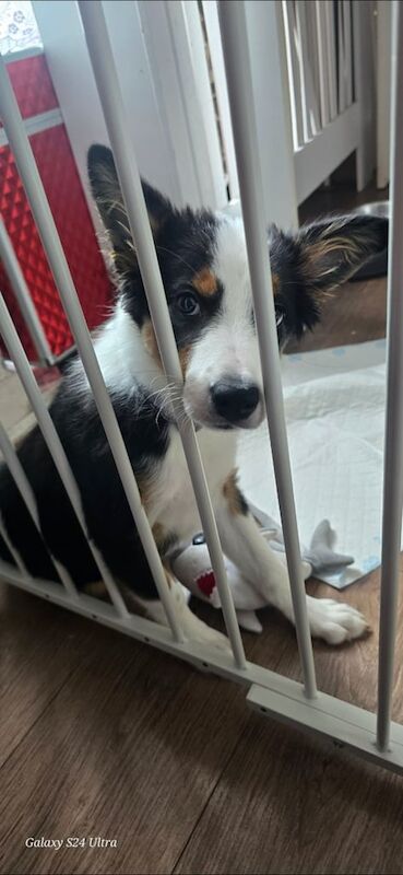Border Collie puppies for sale in Glasgow, City of Glasgow – 3 months old